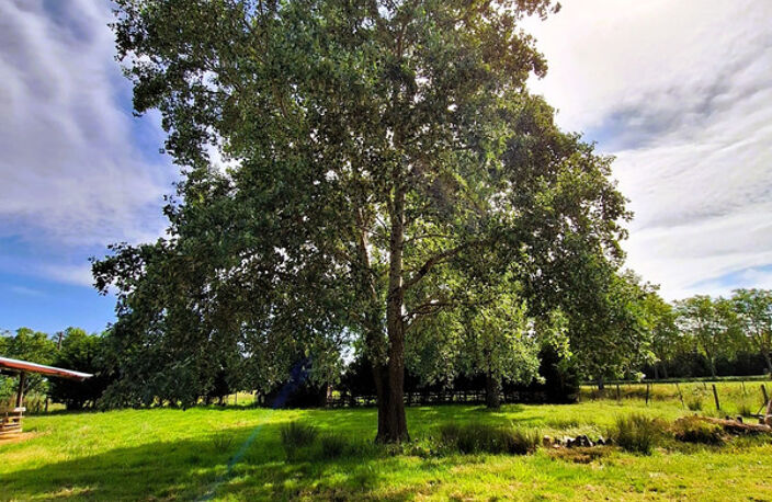 Corps de ferme à aménager avec dépendances et plus de 7 000 m² de terrain  Plaisance-du-Gers — photo 5