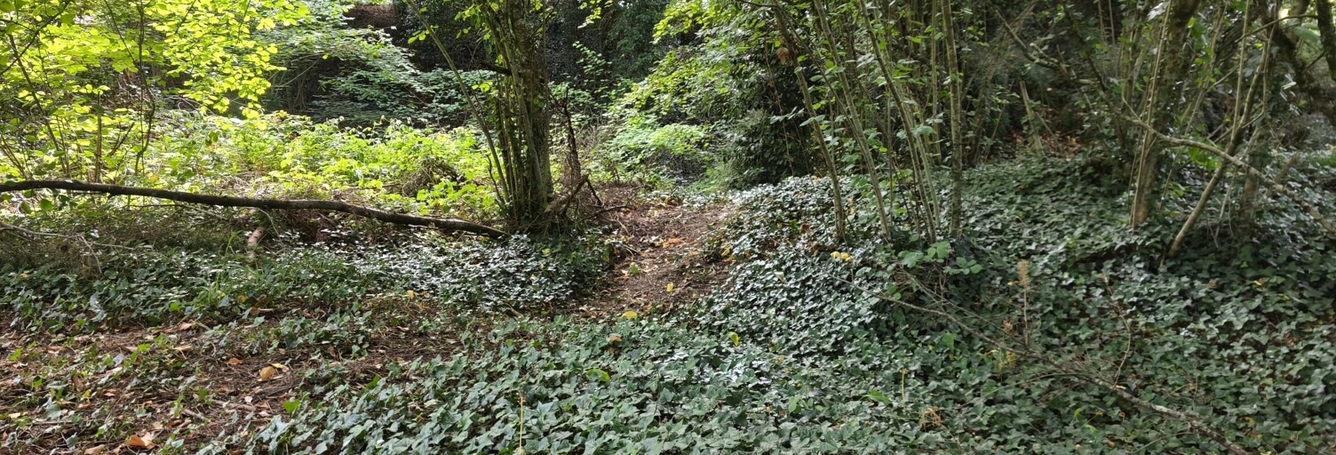 Terrain  689 m² à vendre à Saint-Antoine-du-Rocher (37360)