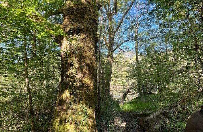 Terrain À Vendre - Bois en bord de rivière — photo 4