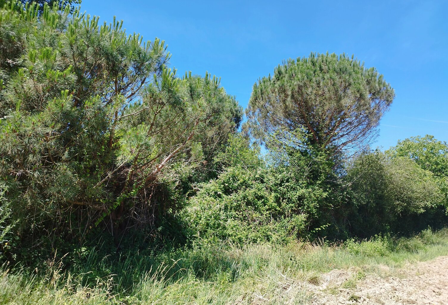 TERRAIN DE 800 M² À GRATENS (31430) — photo 1