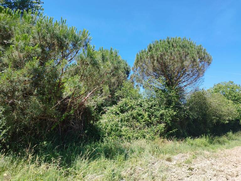 TERRAIN DE 800 M² À GRATENS (31430) — photo 1