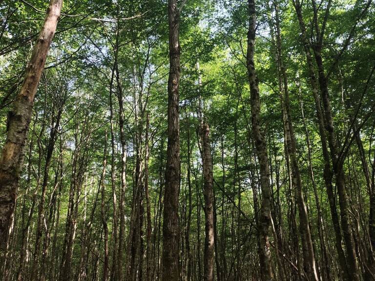 Vente Terrain 82 500 m&sup2; — photo 1