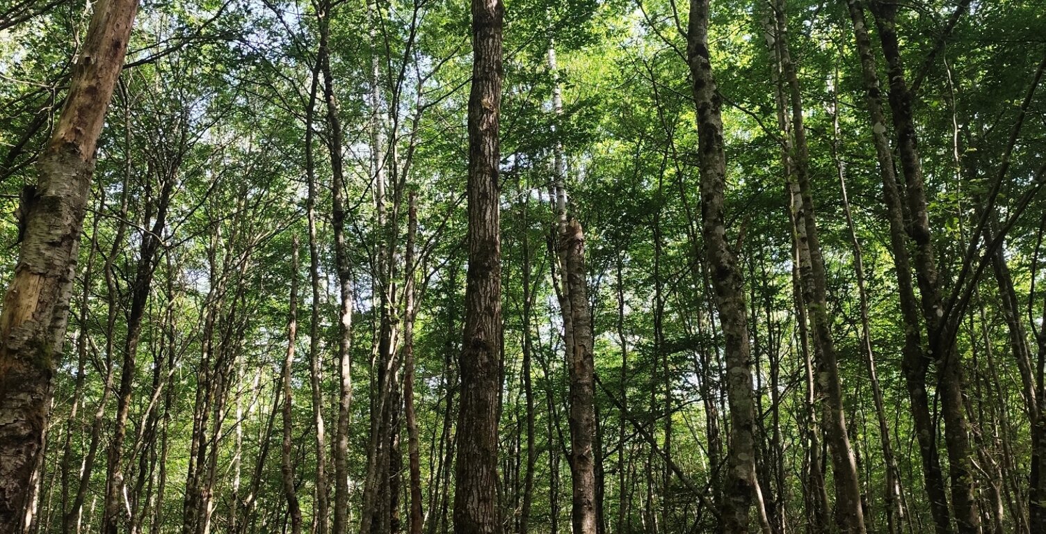 Vente Terrain 82 500 m&sup2; — photo 1