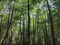 Vente Terrain 82 500 m&sup2; — photo 4