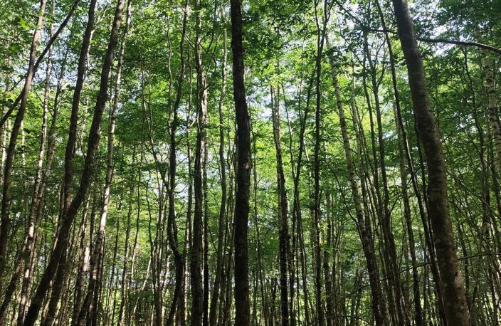 Vente Terrain 82 500 m&sup2; — photo 4