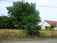 Terrain à vendre  LUPSTEIN (67) — photo 4