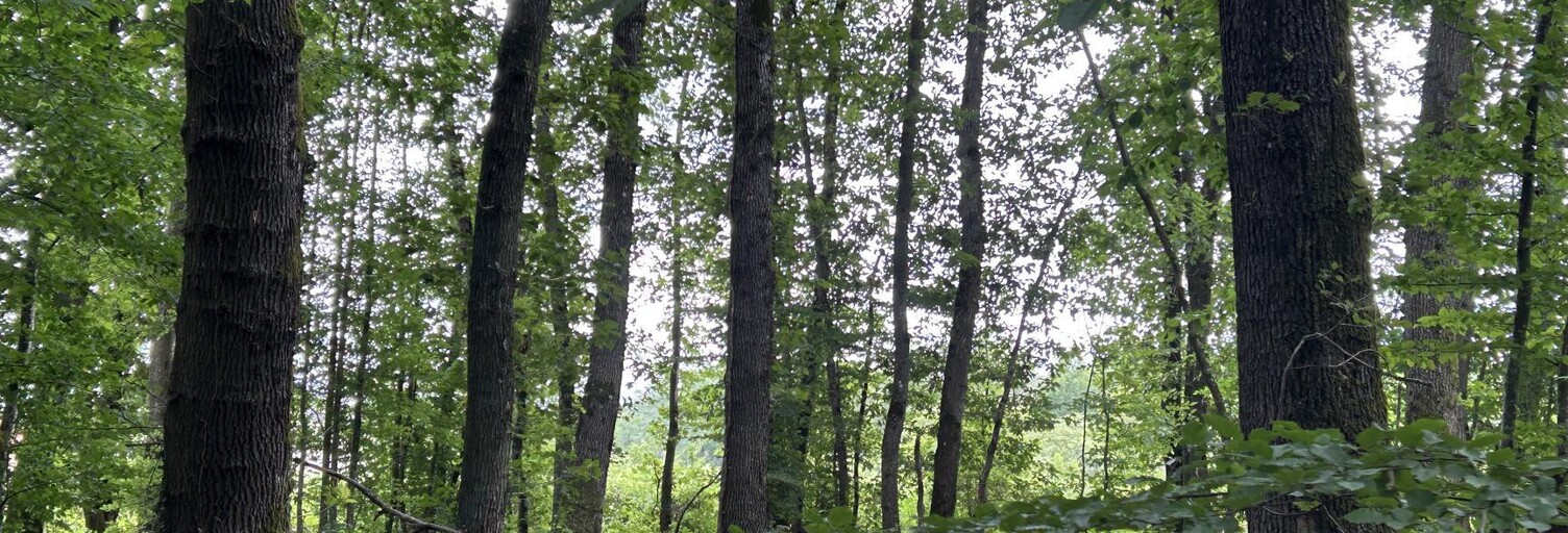 Terrain  30940 m² à vendre à Marcigny (71110)