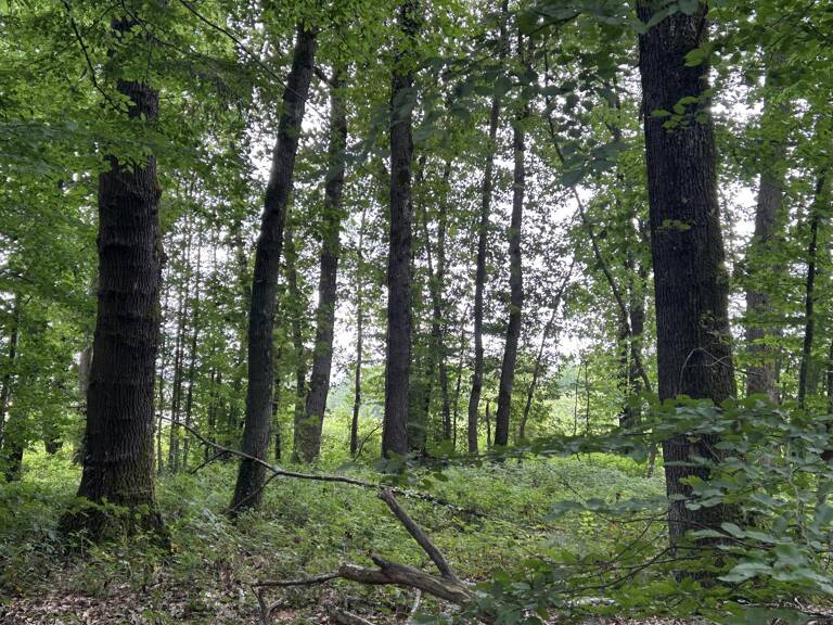 Terrain  boisé — photo 1