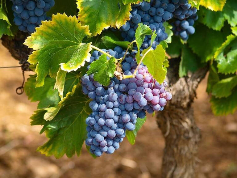 VIGNES A VENDRE — photo 1