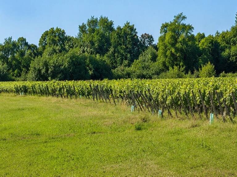 Terrain à bâtir à Saint-André-de-Cubzac (33240) — photo 1