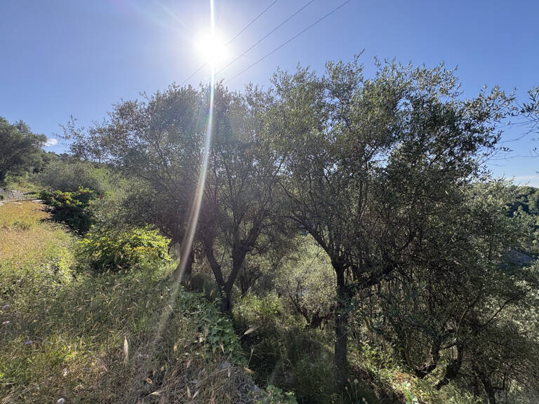 À vendre   Terrain agricole avec oliviers   7 875 m2 — photo 1