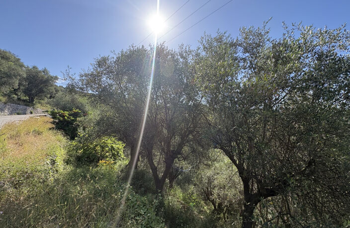 À vendre   Terrain agricole avec oliviers   7 875 m2 — photo 2