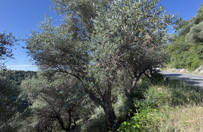 À vendre   Terrain agricole avec oliviers   7 875 m2 — photo 3