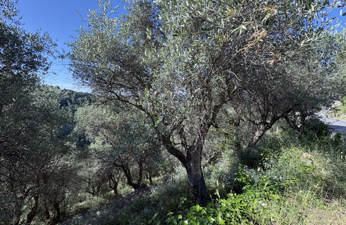 À vendre   Terrain agricole avec oliviers   7 875 m2 — photo 4
