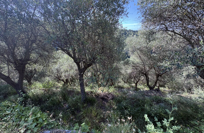 À vendre   Terrain agricole avec oliviers   7 875 m2 — photo 5