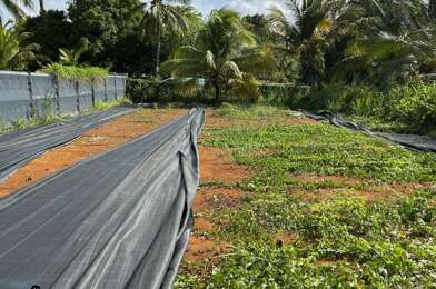 Terrain  270000 €
