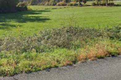 Terrain  52000 €