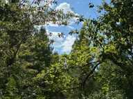 Terrain à vendre de 44600,00 m²  RION DES LANDES (40) — photo 2