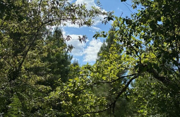 Terrain à vendre de 44600,00 m²  RION DES LANDES (40) — photo 2