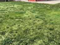 Terrain Constructible 712 m² avec dépendances SAINT PHILBERT DE GRAND LIEU (44) — photo 4