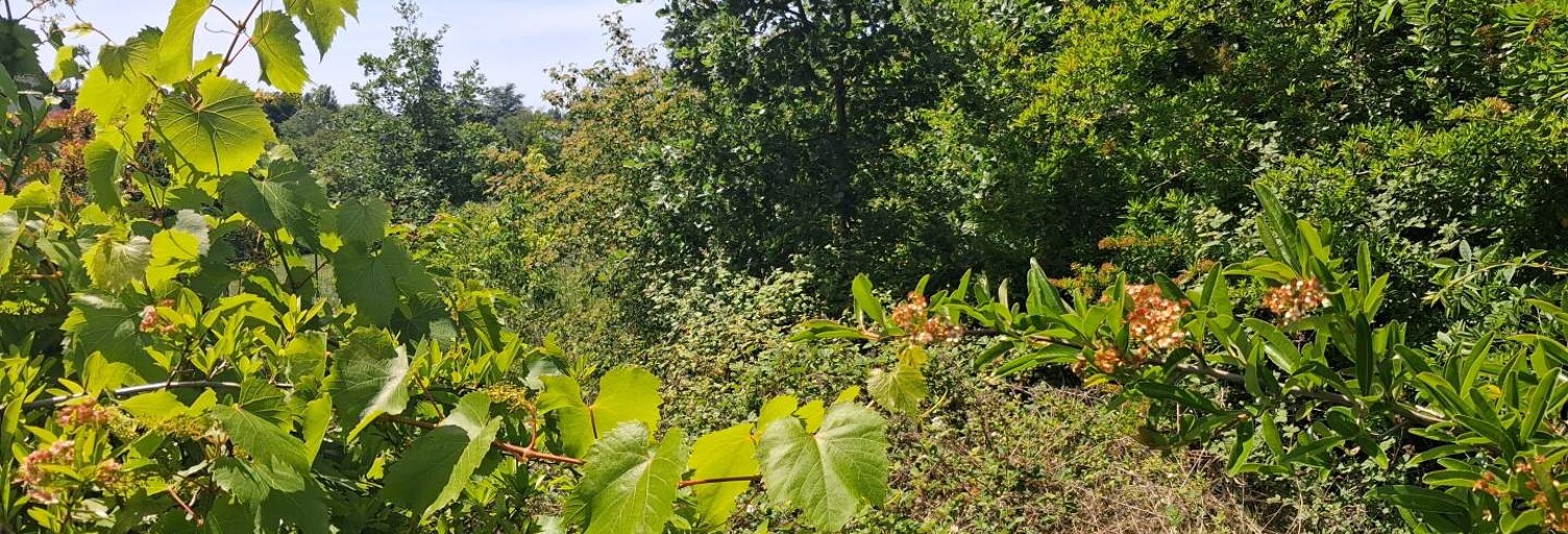 Terrain  1181 m² à vendre à Chenonceaux (37150)