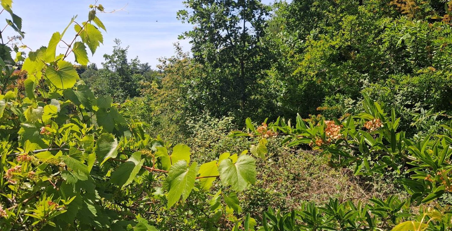 Vente terrain  1181 m² Chenonceaux (37150) — photo 1