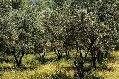 Terrain  125000 €