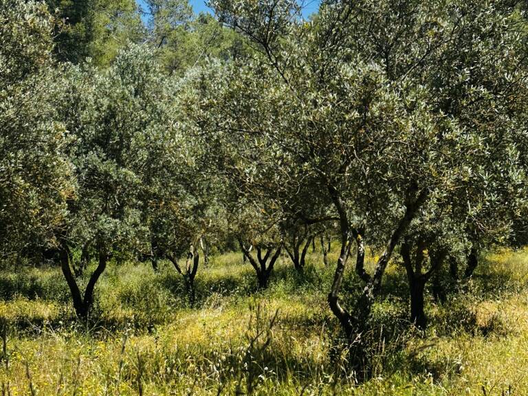 Vente Terrain agricole 22 550 m&sup2; — photo 1