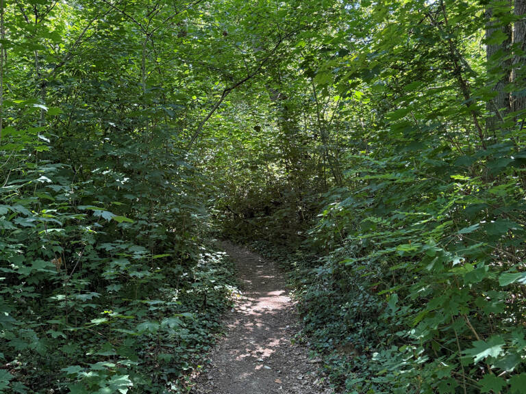 BOIS 11 HECTARES - SAINT BENOIT — photo 1