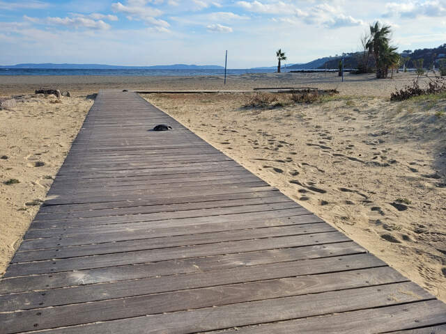 Murs commerciaux BORMES les MIMOSAS proche plage — photo du bien