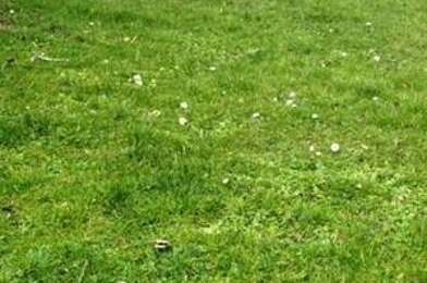 Terrain  54600 €