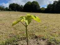 Vente Terrain agricole 7 497 m&sup2; — photo 3