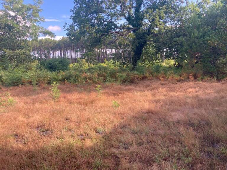 Terrain à bâtir de 500 m² à SALLES (33) — photo 1