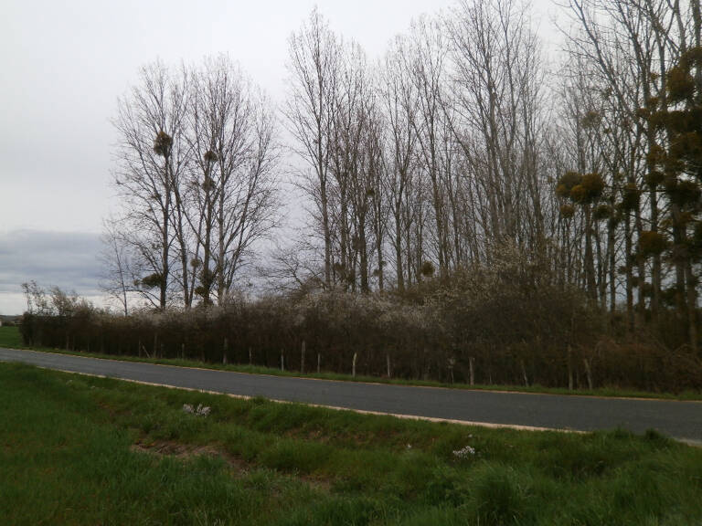 TERRAIN LIBRE POUR GARDE D'ANIMEAUX OU LOISIRS A VOIR... — photo 1