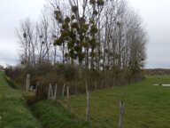 TERRAIN LIBRE POUR GARDE D'ANIMEAUX OU LOISIRS A VOIR... — photo 3