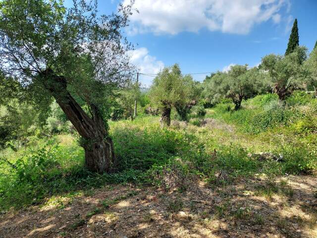 Deux terrains en copropriété pour 2 maisons jumelées, possibilité un terrain pour une maison. — photo du bien