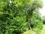Terrain agricole — photo 2