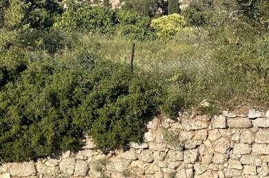 Terrain  245000 €