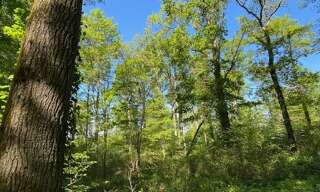 Terrain  81751 m² à vendre à Saint-Hilaire-les-Andrésis (45320)