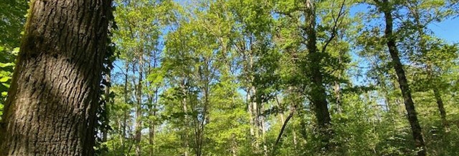 Terrain  81751 m² à vendre à Saint-Hilaire-les-Andrésis (45320)