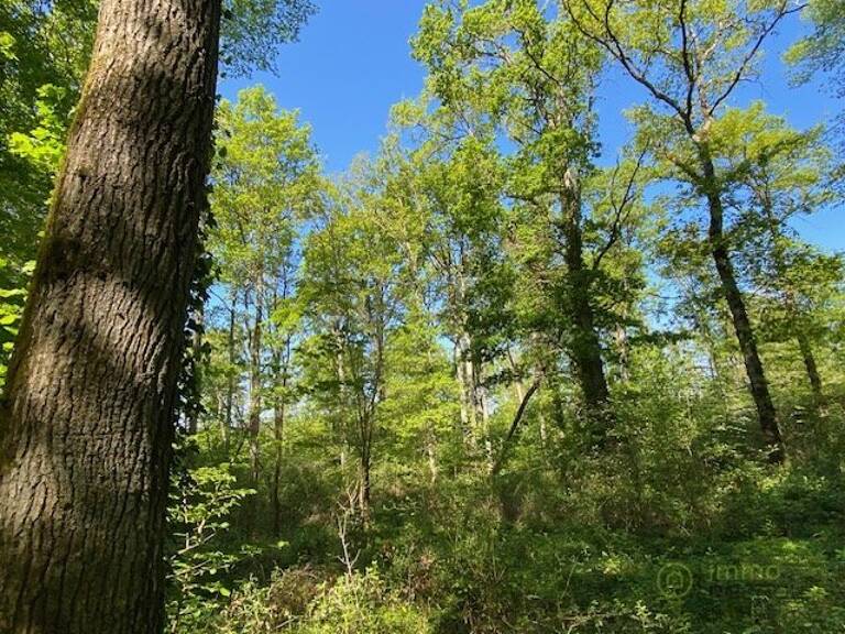 Terrain boisé  forêt — photo 1