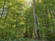 Terrain boisé  forêt — photo 4