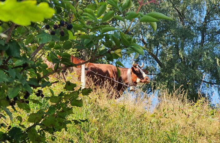 Lotissement Les Chevreuils - Terrains à bâtir — photo 4