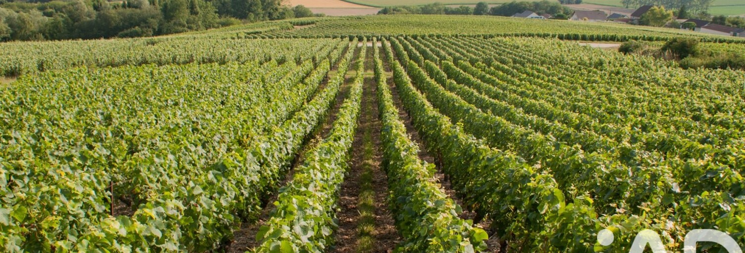 Terrain  5023 m² à vendre à Passy-Grigny (51700)