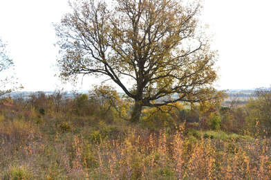 Terrain  85000 €
