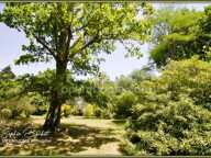 EXCEPTIONNEL À LÉOGNAN, LIMITE GRADIGNAN – PROPRIÉTÉ DE CARACTÈRE SUR PLUS DE 1,3 HECTARE DE NATURE — photo 2