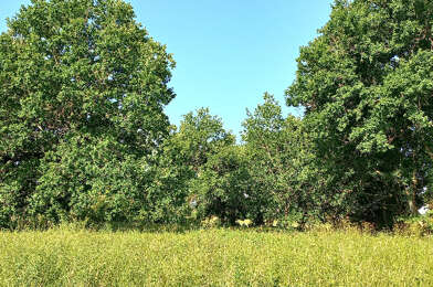 Terrain  60000 €
