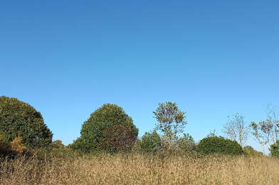 Terrain  60000 €