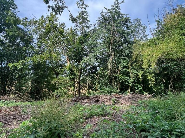 Terrain boisé  forêt — photo 1