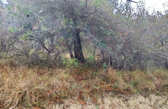 Terrains de loisirs à vendre e de 7 769,00 m² PEILLE (06) — photo 4